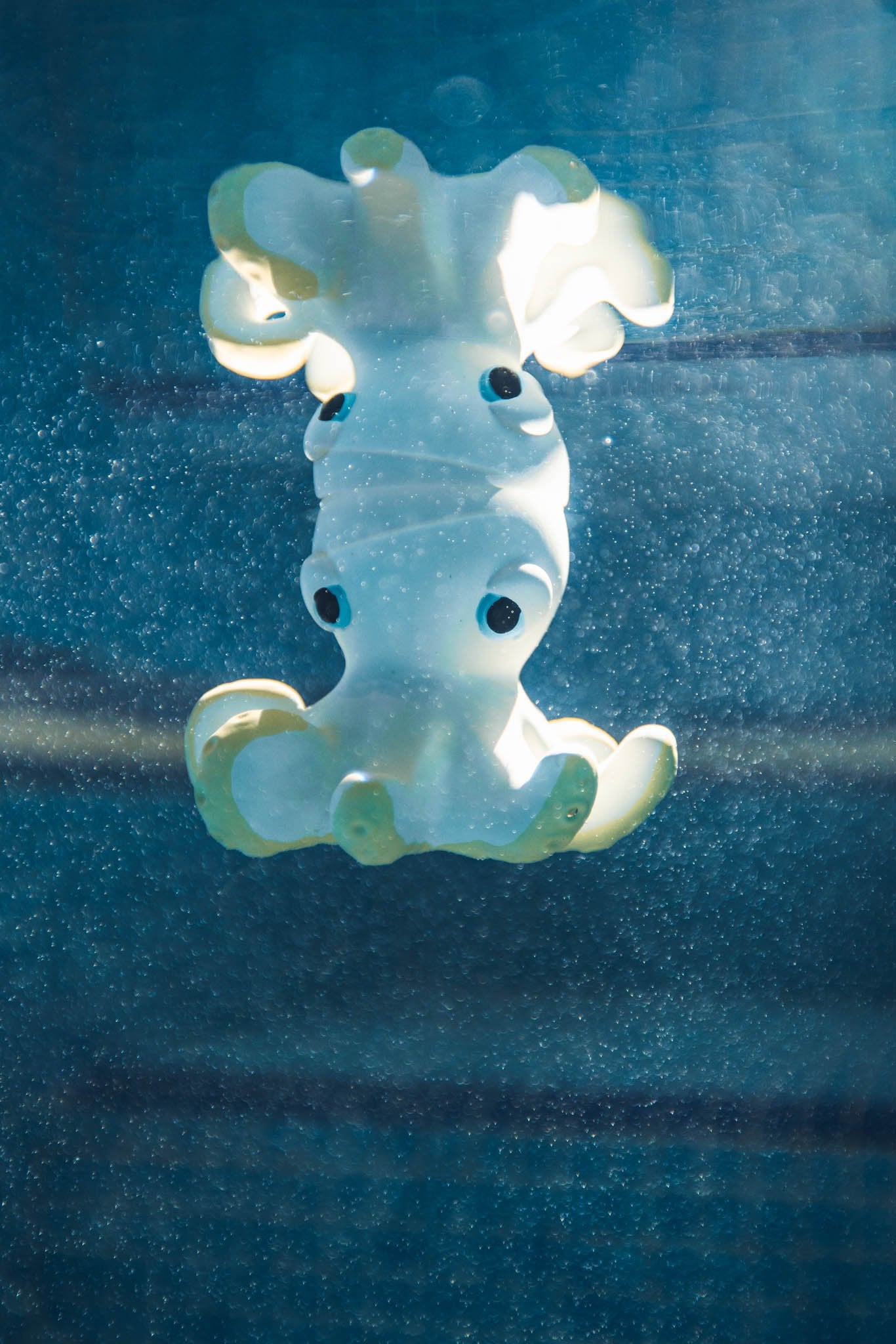 Oli & Carol x BIGSTUFFED Orlando the Octopus Bath Toy - Toby Tiger